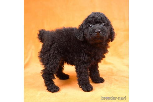 成約済の東京都のトイプードル-188154の5枚目